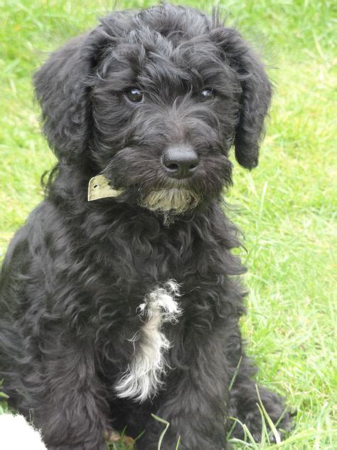 24 Schnoodle haircuts ideas | schnoodle, puppies, schnoodle dog