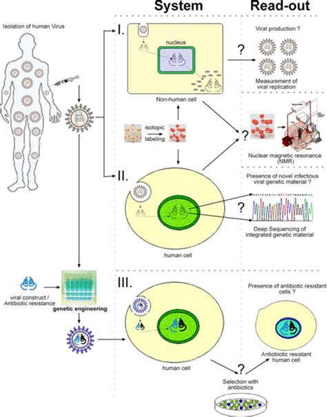 Endogenous Retroviruses; ERVs; Human Endogenous Retroviruses; HERVs; Retroviruses, Endogenous