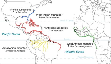 Geographic distribution of extant manatee species. Range data adapted ...