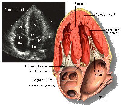 31 Echo ideas | echo, sonography, cardiac sonography