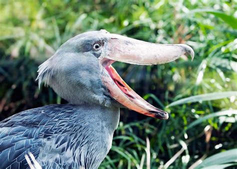 Shoebill Stork - Uganda Birding Safaris ,Bird Watching Tours