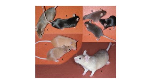 Mouse color mutations. All mice are of strain C57BL/6J except (A). On... | Download Scientific ...