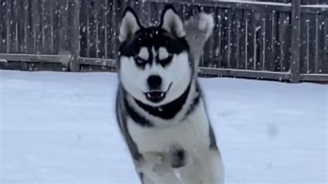 Husky adorably frolics through the snow | GMA