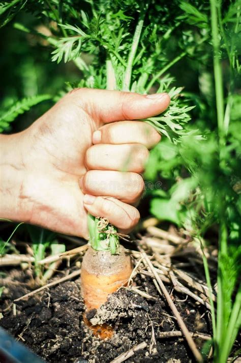 Zanahoria Orgánica Cultivada En La Granja De Permacultura Foto de ...