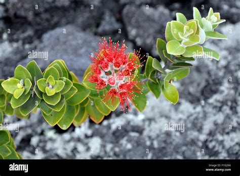 Ohia Lehua flower in Hawaii Volcano National Park Stock Photo - Alamy