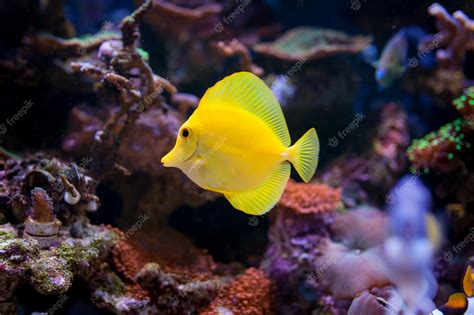 Premium Photo | Zebrasoma flavescens in home coral reef aquarium.