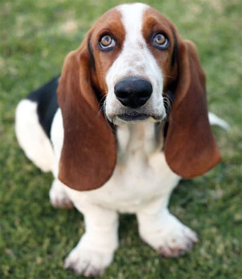 Basset Hound | UAC Blog