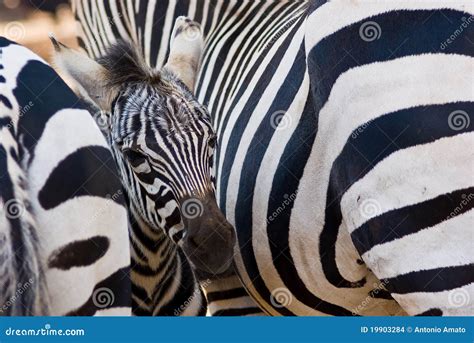 Zebra foal stock photo. Image of african, horn, nature - 19903284