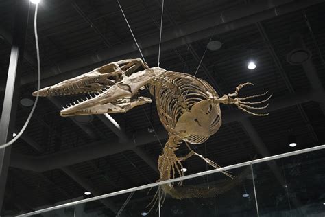 Museum of Idaho announces newest traveling exhibit, Dinos of the Deep ...