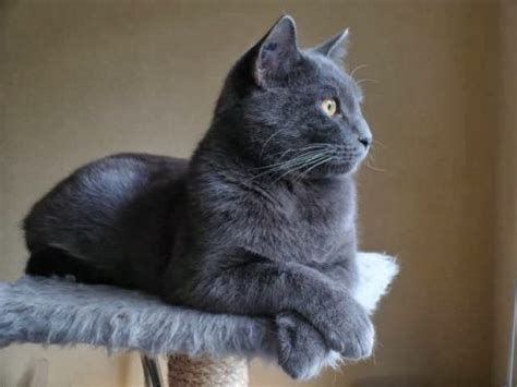 Chartreux Cat Info, History, Personality, Kittens, Diet, Pictures