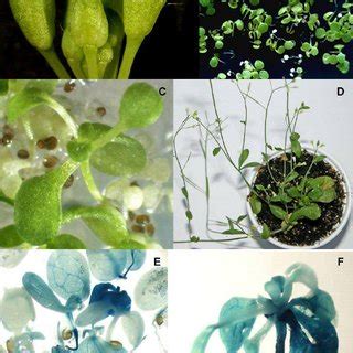 (PDF) Transformation of Arabidopsis Thaliana– a little weed with a thousand faces