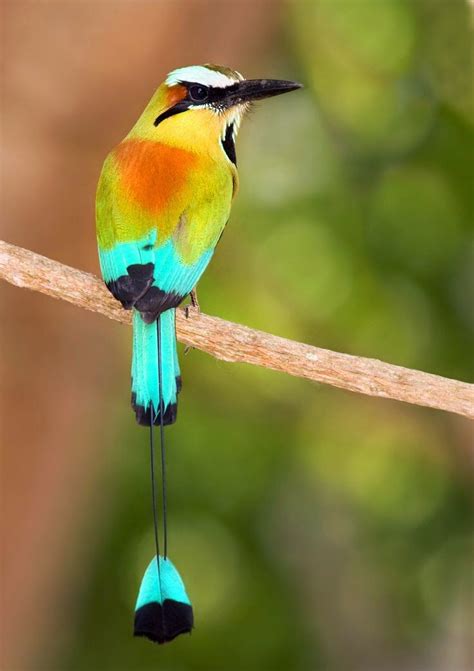 National bird El Salvador Tropical Birds, Exotic Birds, Colorful Birds, Exotic Pets, Exotic ...