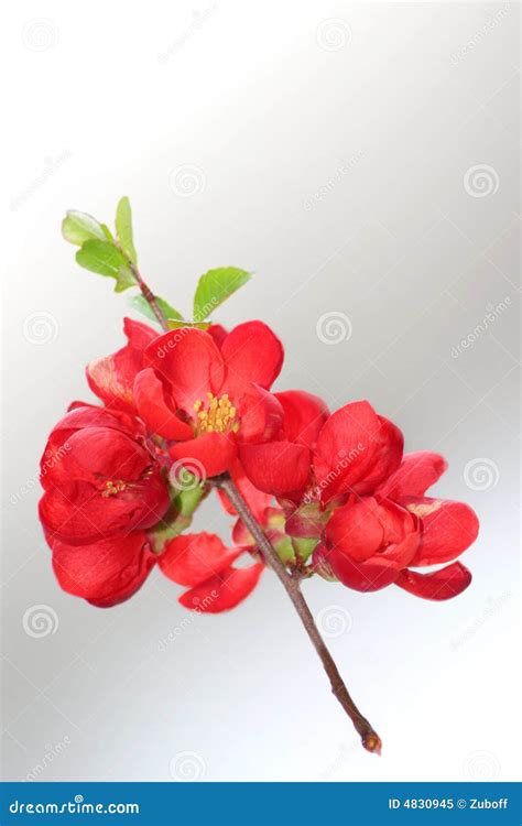 Japanese Quince Tree stock image. Image of colors, pollen - 4830945