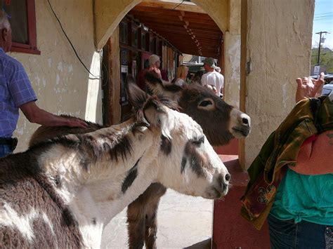 Equestrian Ink: The "Wild" Burros of Oatman, AZ