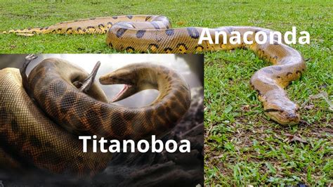 Titanoboa vs Anaconda.Cuáles son las principales diferencias entre ...