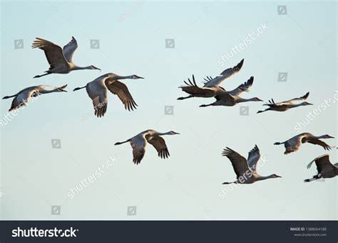 Sandhill Cranes Flight Platte River Nebraska Stock Photo 1388664188 ...