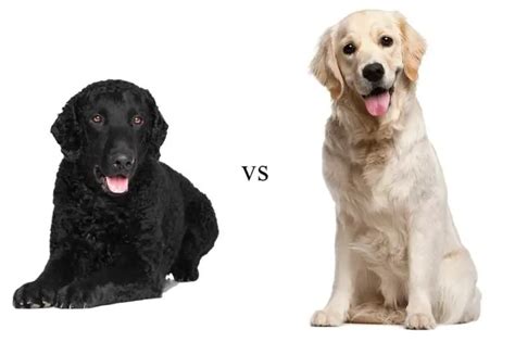 Curly-Coated Retriever Vs Labrador Retriever: Which Breed Is Right For ...