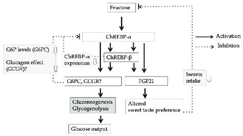 Fructose induces G6pc and Fgf21 gene expression thorugh ChREBP... | Download Scientific Diagram