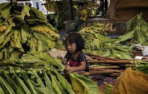 Kebiasaan Anda Merokok Meracuni Pekerja Anak di Indonesia