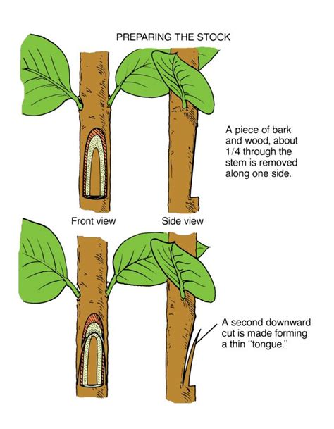 Grafting Types, Side Grafting