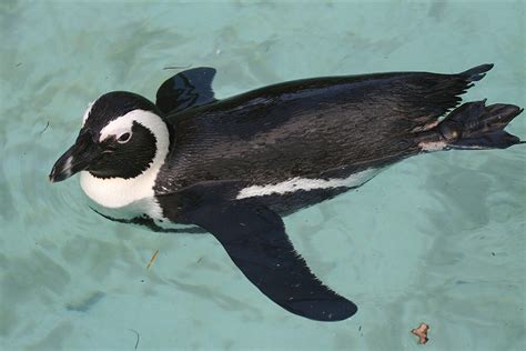 African Penguin | San Diego Zoo Animals & Plants