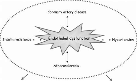 Endothelial dysfunction in cardiovascular disease processes.... | Download Scientific Diagram