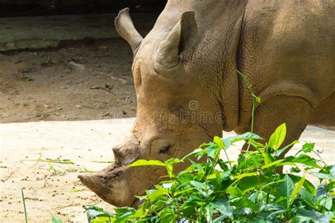 White Rhinoceros while Eating Its Food Stock Photo - Image of safari, park: 102752006