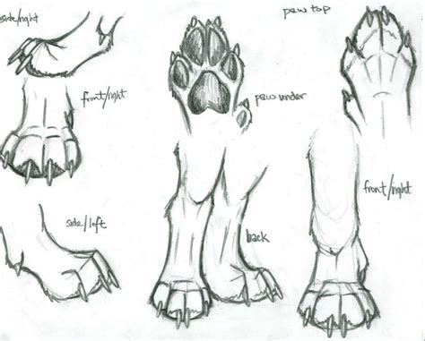 Paw sketch-2 | Animal drawings, Wolf sketch, Dog paw drawing