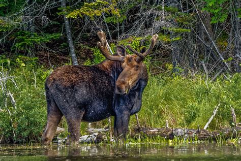 Bull Moose | Maine Moose | Bob Innella Photography