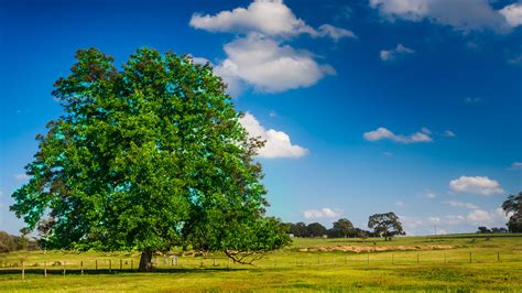 Made in Texas Series #3 | Pecan : The Texas State Tree In 19… | Flickr