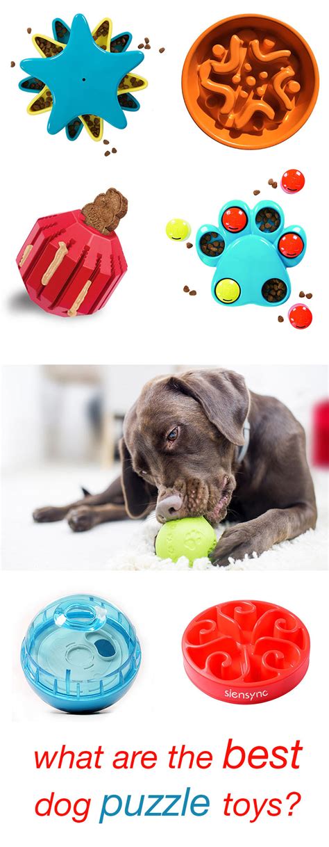 A Complete Guide To The Very Best Dog Puzzle Toys Available