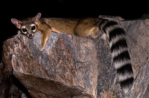 Ringtail - Wikipedia