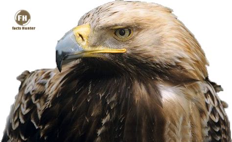 Bird's Lifestyle: Spanish Imperial Eagle - Spanish National Bird