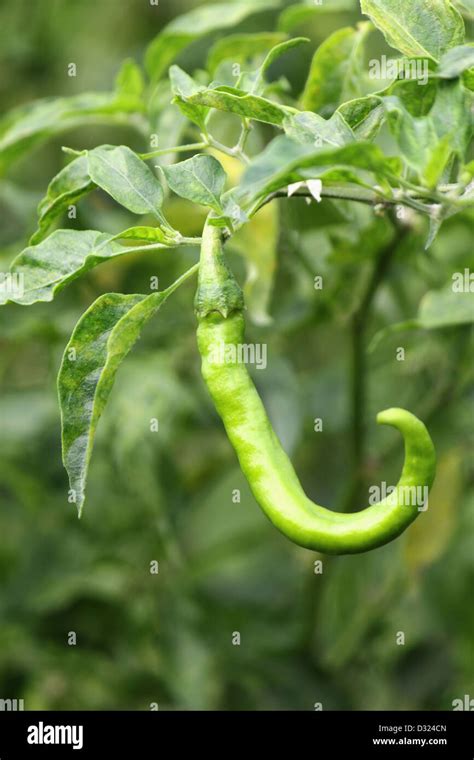 Green chilli on plant Stock Photo - Alamy