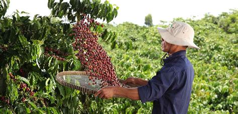 Making coffee farming more resilient | Nestlé Global