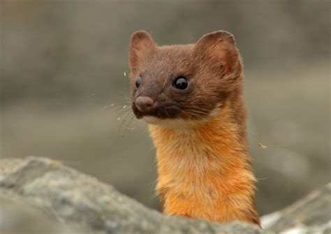 Woods Walks and Wildlife: Long-tailed Weasel