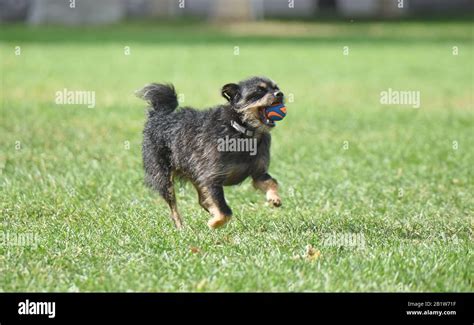 Dog playing fetch with a ball Stock Photo - Alamy