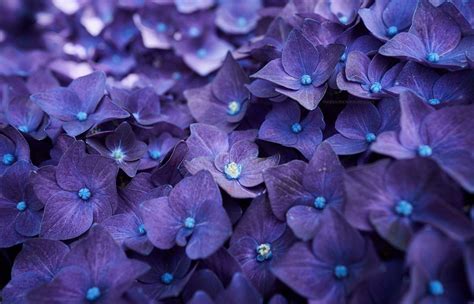 Purple Hydrangea Wallpapers - Top Free Purple Hydrangea Backgrounds - WallpaperAccess