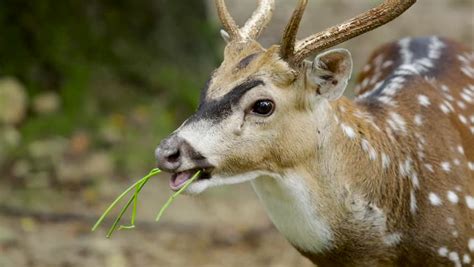 Spotted Deer with Antlers image - Free stock photo - Public Domain ...