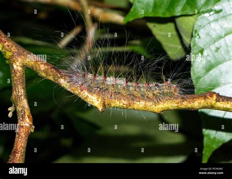 Rainforest life cycle hi-res stock photography and images - Alamy