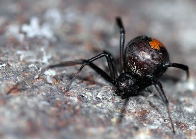 Redback Spider | The Life of Animals