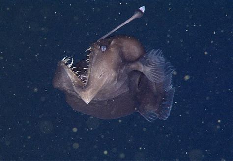 Creepy Deep-Sea Anglerfish Captured in Rare Video | Live Science