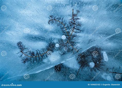 Water Plant of Lake Baikal Frozen in Ice with Bubbles Stock Photo ...