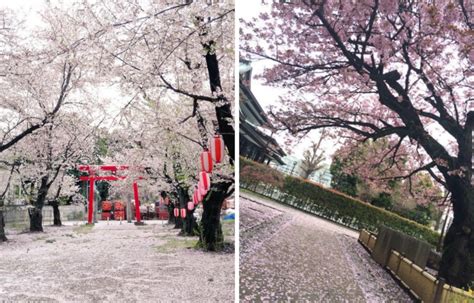 Tokyo's Final Photos of the Sakura Season? | All About Japan