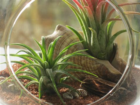 Air Plant Terrariums