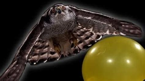 A Hawk Hunting in Super Slow Motion Will Make You Glad You're Not Its Prey