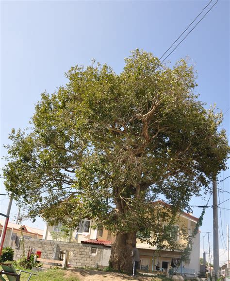 "CALAMBA: THE CITY BY THE BAY": MYSTERIOUS IS THIS DUHAT TREE