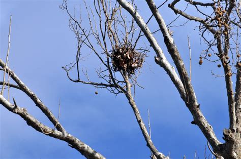 Bird Nest In Tree Free Stock Photo - Public Domain Pictures