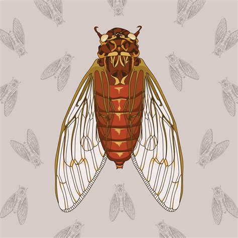 Cicada Hand Drawn Illustration With Pattern Background 165370 Vector Art at Vecteezy