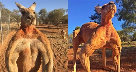 Kangaroo vs. Human boxing match, might be best thing ever | Sherdog Forums | UFC, MMA & Boxing ...